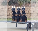Small Photo #2 Doberman Pinscher Puppy For Sale in PALMDALE, CA, USA