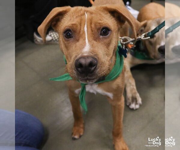 Medium Photo #3 Beagle-Unknown Mix Puppy For Sale in Washington, DC, USA