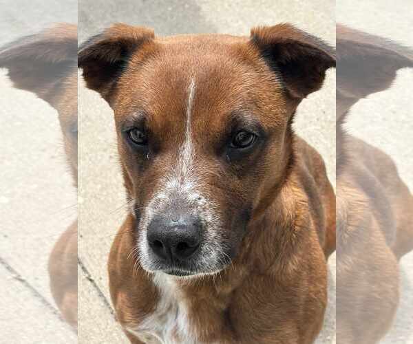 Medium Photo #2 Boxer-Unknown Mix Puppy For Sale in Waterloo, IA, USA
