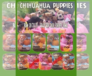 Chihuahua Puppy for sale in CONIMICUT, RI, USA