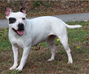 American Bulldog-Unknown Mix Dogs for adoption in Prattville, AL, USA