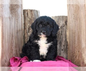 Goldendoodle (Miniature) Puppy for sale in FREDERICKSBG, OH, USA