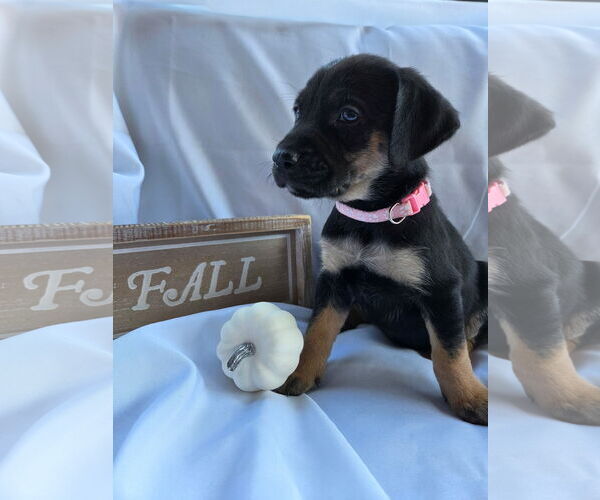 Medium Photo #3 Huskies -Labrador Retriever Mix Puppy For Sale in MIDWAY, UT, USA