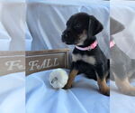 Small #2 Huskies -Labrador Retriever Mix