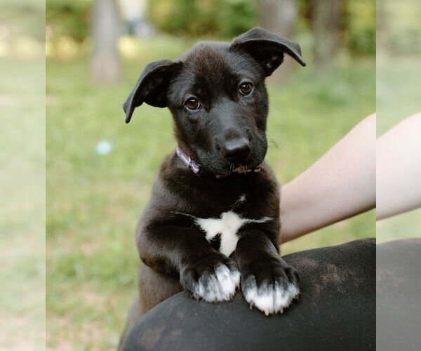 Medium Photo #21 Labrador Retriever-Unknown Mix Puppy For Sale in OKLAHOMA CITY, OK, USA