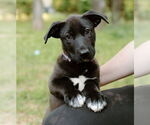 Small #20 Labrador Retriever Mix