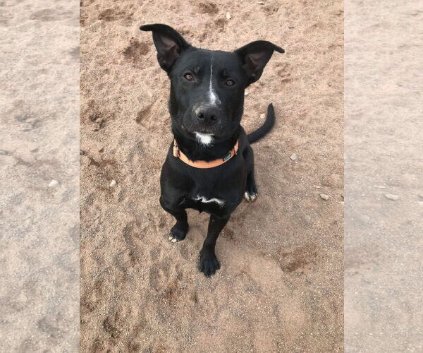 Medium Photo #4 American Pit Bull Terrier-Labrador Retriever Mix Puppy For Sale in Webster, WI, USA