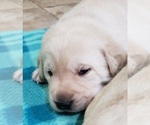 Small #49 Labrador Retriever