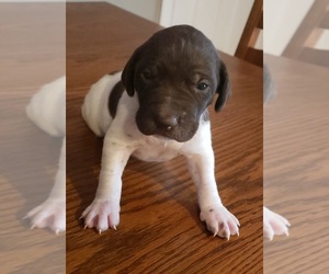 German Shorthaired Pointer Puppy for sale in SYMSONIA, KY, USA