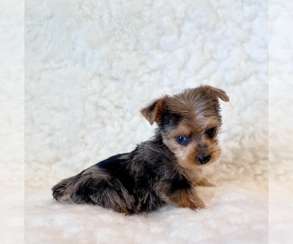 Medium Photo #2 Yorkshire Terrier Puppy For Sale in REDLANDS, CA, USA