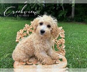 Poochon Litter for sale in NIANGUA, MO, USA