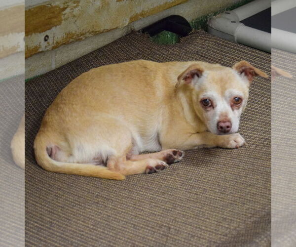 Medium Photo #2 Chihuahua Puppy For Sale in Huntley, IL, USA