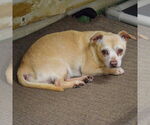 Small #1 Chihuahua