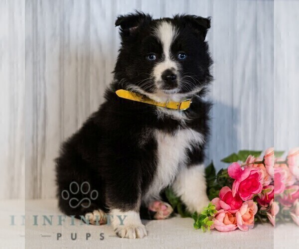 Medium Photo #1 Miniature Australian Shepherd Puppy For Sale in REBERSBURG, PA, USA