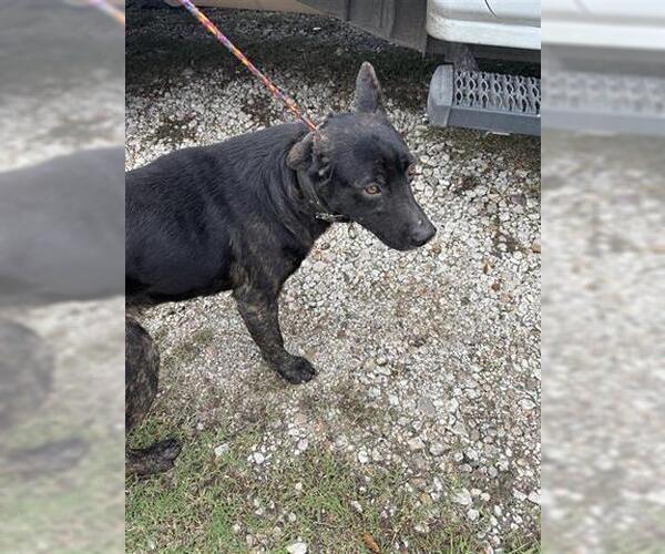 Medium Photo #1 German Shepherd Dog Puppy For Sale in Houston, TX, USA