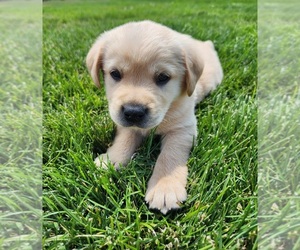 Golden Labrador Puppy for sale in CHATTAROY, WA, USA