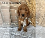 Puppy 6 Goldendoodle