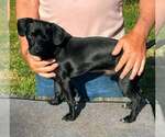 Small #3 Chiweenie