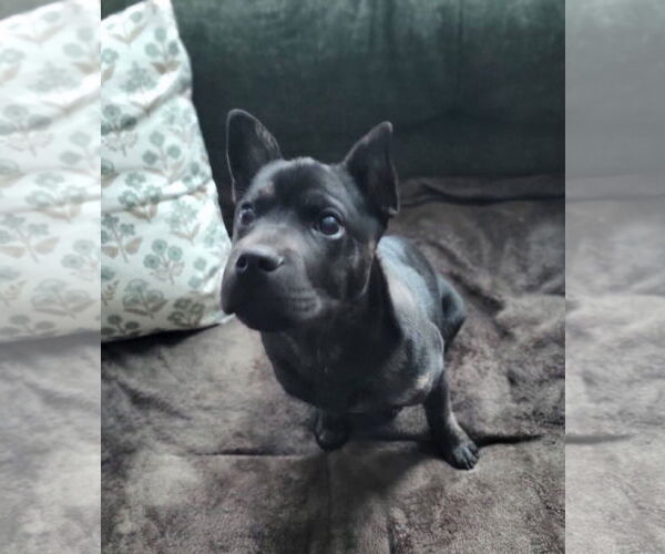 Medium Photo #2 Bulldog-Unknown Mix Puppy For Sale in New London, WI, USA