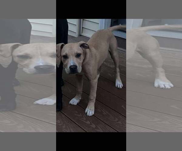 Medium Photo #7 American Pit Bull Terrier-Unknown Mix Puppy For Sale in Shillington, PA, USA