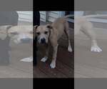 Small #6 American Pit Bull Terrier Mix