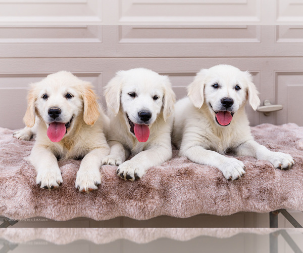 Medium Photo #1 English Cream Golden Retriever Puppy For Sale in WAKARUSA, IN, USA