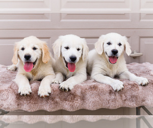 English Cream Golden Retriever Litter for sale in WAKARUSA, IN, USA