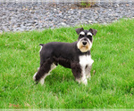 Small #5 Schnauzer (Miniature)