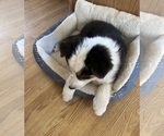 Small #1 Australian Shepherd