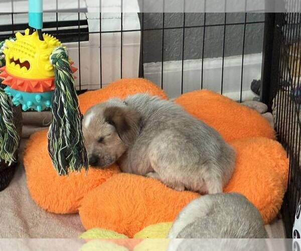 Medium Photo #1 Mutt Puppy For Sale in Minneapolis, MN, USA