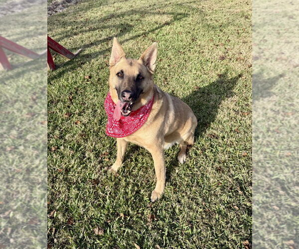 Medium Photo #6 German Shepherd Dog-Unknown Mix Puppy For Sale in San Leon, TX, USA