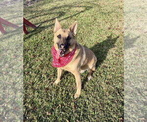 Irwin - Male German Shepherd Dog-Unknown Mix Dog for Adoption - Photo #6