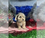 Small #22 YorkiePoo
