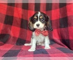 Small #2 Cavalier King Charles Spaniel