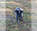 Small Photo #32 Australian Cattle Dog Puppy For Sale in SYLMAR, CA, USA