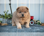 Puppy Christian Chow Chow