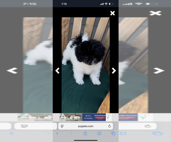 Medium Photo #2 ShihPoo Puppy For Sale in MEAD, CO, USA