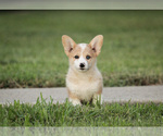 Small Photo #24 Pembroke Welsh Corgi Puppy For Sale in ELKTON, KY, USA