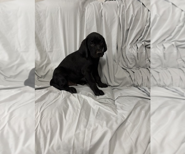 Medium Photo #5 Labrador Retriever Puppy For Sale in SIERRA VISTA, AZ, USA