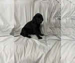 Small Photo #5 Labrador Retriever Puppy For Sale in SIERRA VISTA, AZ, USA