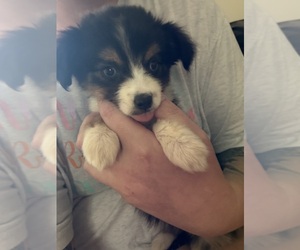 Miniature Australian Shepherd Puppy for sale in ADAIRSVILLE, GA, USA