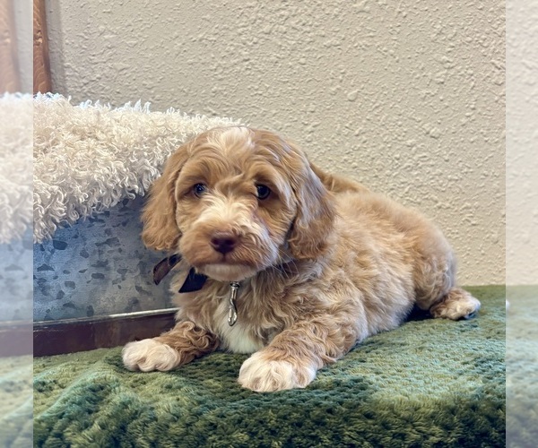 Medium Photo #4 Whoodle (Miniature) Puppy For Sale in DOSS, MO, USA