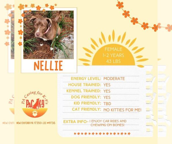 Medium Photo #1 Labrador Retriever-Unknown Mix Puppy For Sale in New Oxford , PA, USA