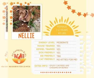 Labrador Retriever-Unknown Mix Dogs for adoption in New Oxford , PA, USA