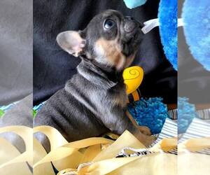 French Bulldog Puppy for sale in BOSTON, KY, USA