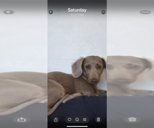 Medium Photo #1 Dachshund Puppy For Sale in WEST ORANGE, TX, USA