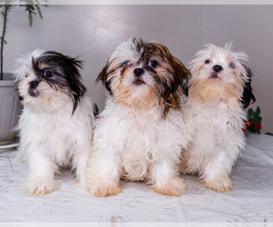 Medium Shih Tzu
