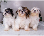 Small Photo #1 Shih Tzu Puppy For Sale in WAKARUSA, IN, USA