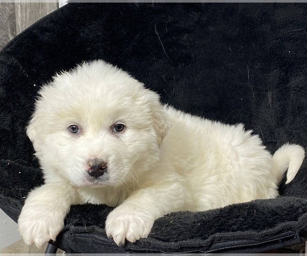 Medium Photo #2 Great Pyrenees Puppy For Sale in CANOGA, NY, USA