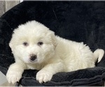 Small #1 Great Pyrenees